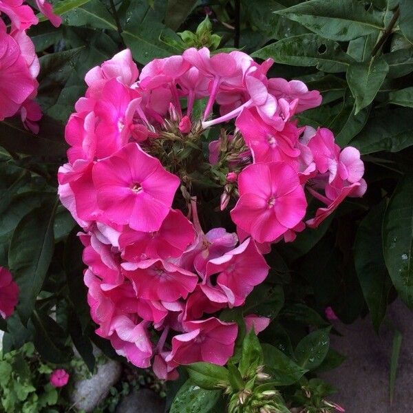 Phlox paniculata Fiore