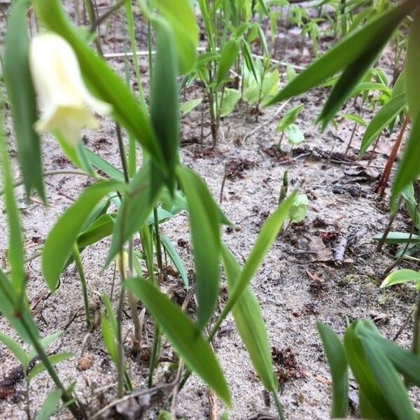 Uvularia sessilifolia Blüte