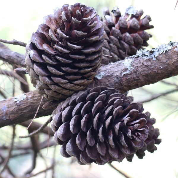 Pinus radiata 其他