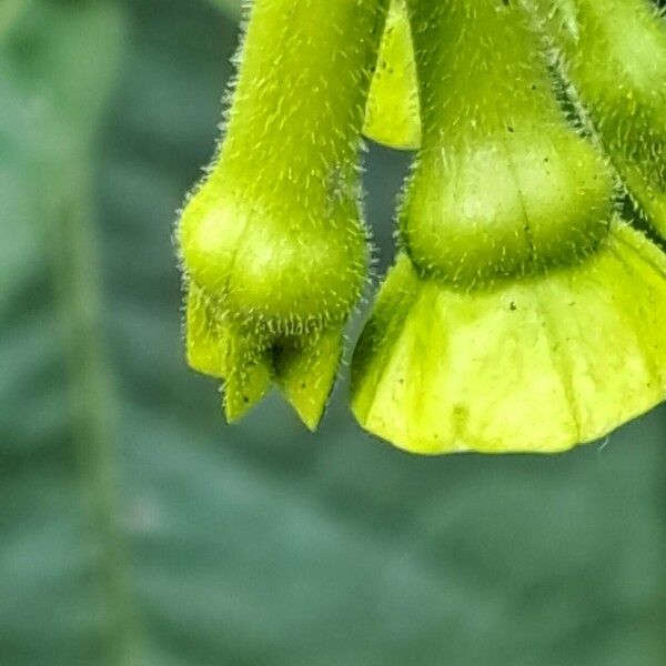 Nicotiana rustica Virág