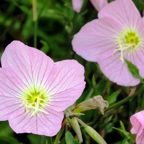 Oenothera speciosa Flower