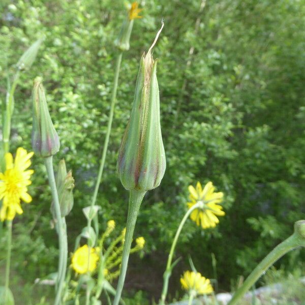 Tragopogon pratensis Egyéb