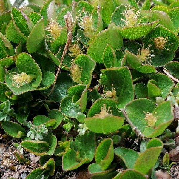 Salix herbacea Cvet