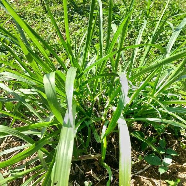 Sorghum halepense Blatt