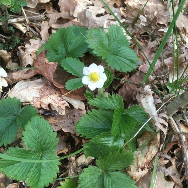 Fragaria vesca Květ