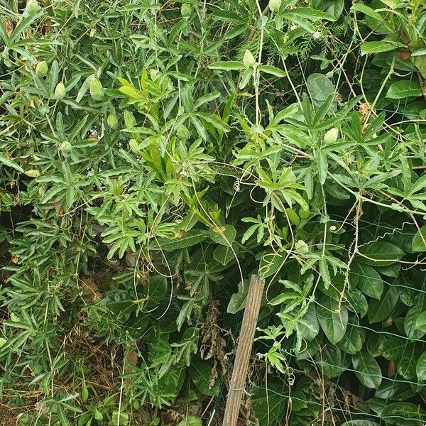 Passiflora edulis Fruit