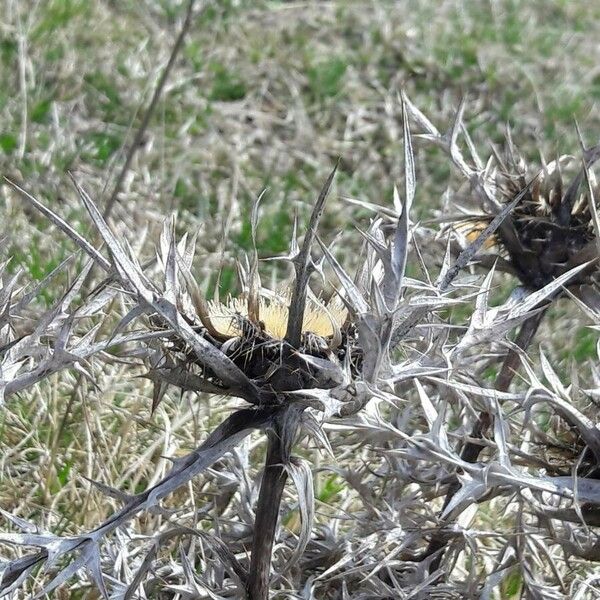 Carlina acanthifolia Bloem