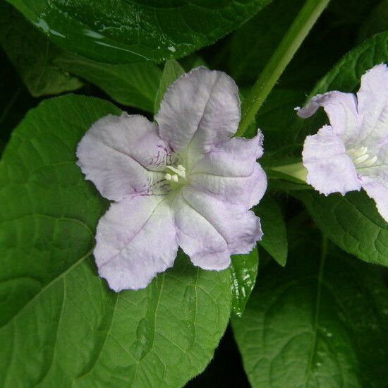 Ruellia strepens Flower