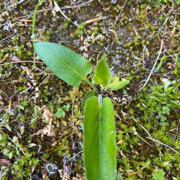 Viola sagittata Blad