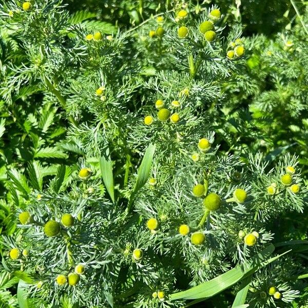 Matricaria discoidea Žiedas