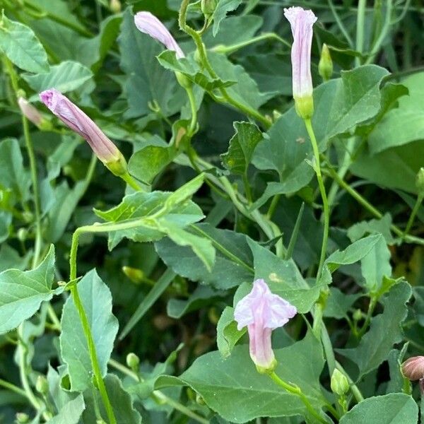 Convolvulus arvensis 花