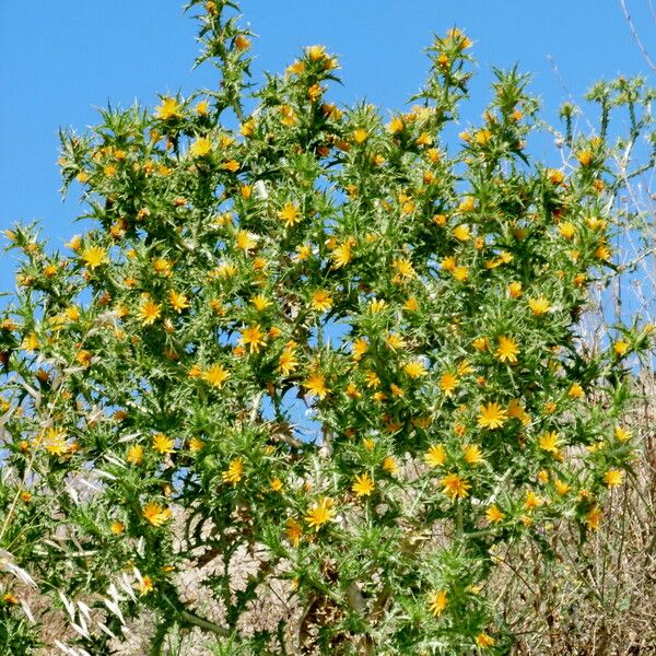 Scolymus hispanicus Pokrój