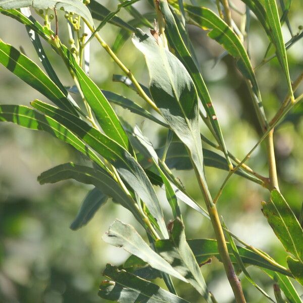 Acacia saligna Leaf