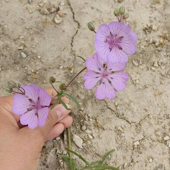 Geranium tuberosum Habit