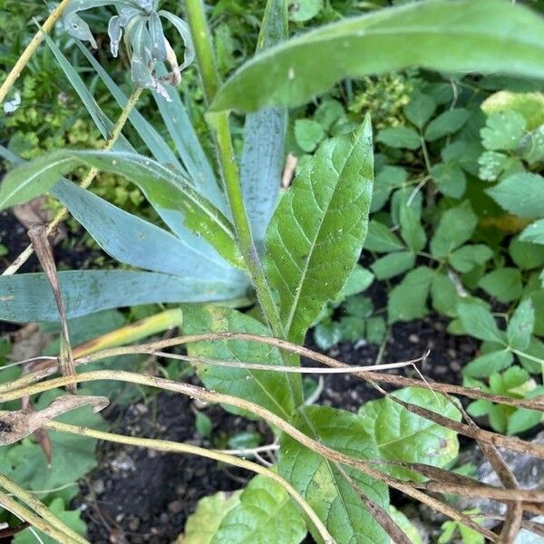 Nicotiana alata 葉