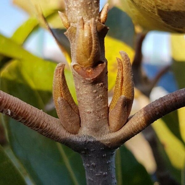 Viburnum odoratissimum Bark