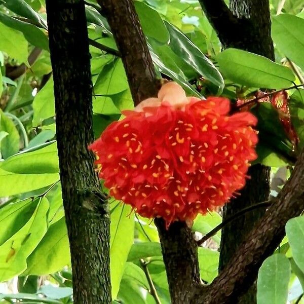Brownea grandiceps Квітка
