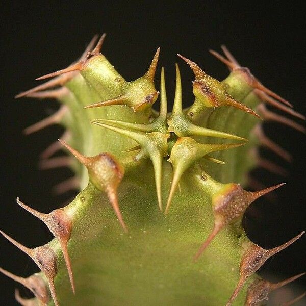 Euphorbia canariensis Other