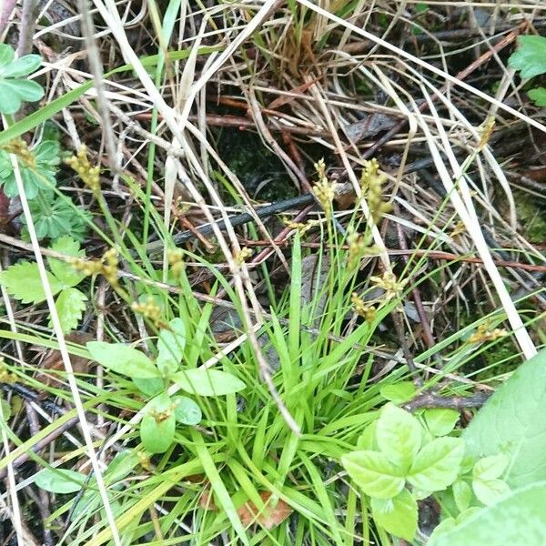 Carex ornithopoda 葉