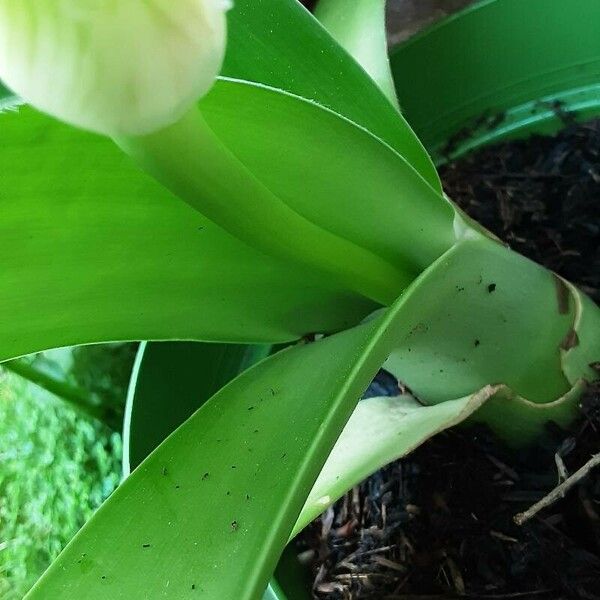 Haemanthus albiflos Azala