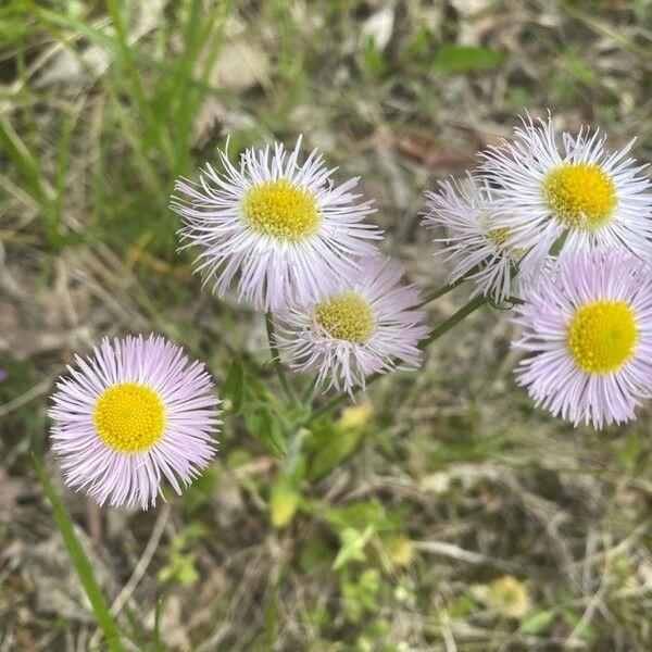 Erigeron glabellus Flor