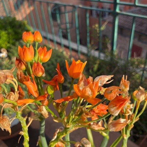 Ornithogalum dubium Flor