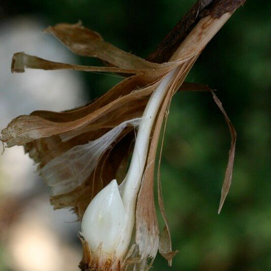 Allium pallens Bark