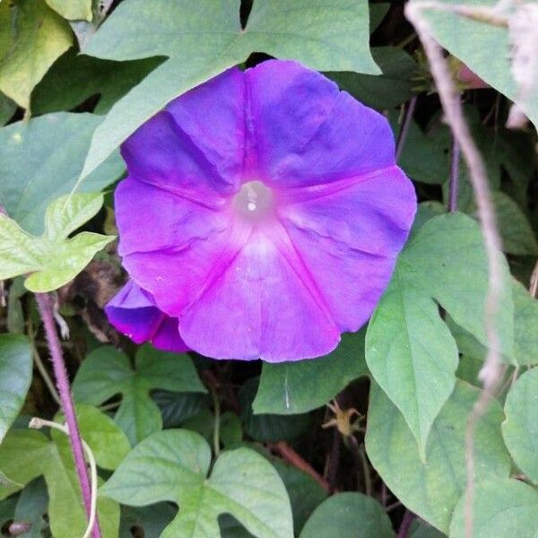 Ipomoea hederacea Bloem