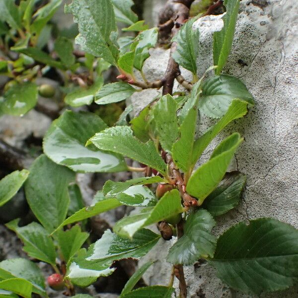 Rhamnus pumila List