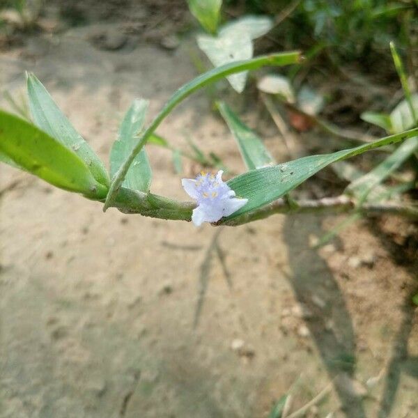 Cyanotis axillaris Blüte