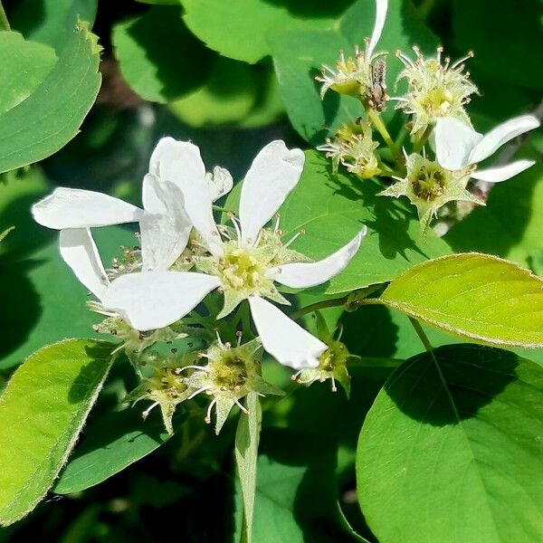 Amelanchier alnifolia ফুল