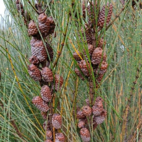 Allocasuarina distyla Fruit