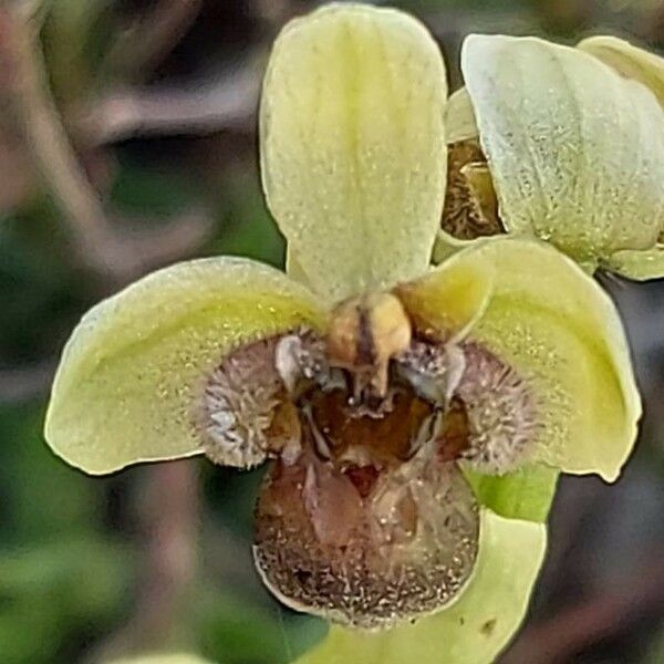 Ophrys bombyliflora Floro