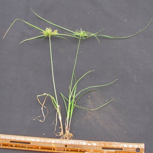 Cyperus tenuis Other