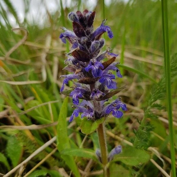 Ajuga reptans Žiedas