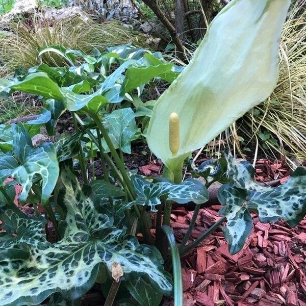 Arum italicum Flower