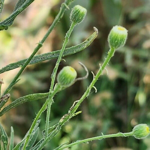 Erigeron bonariensis Cvet