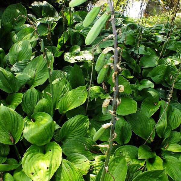 Hosta plantaginea Frukt