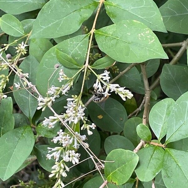 Ligustrum ovalifolium Kvet