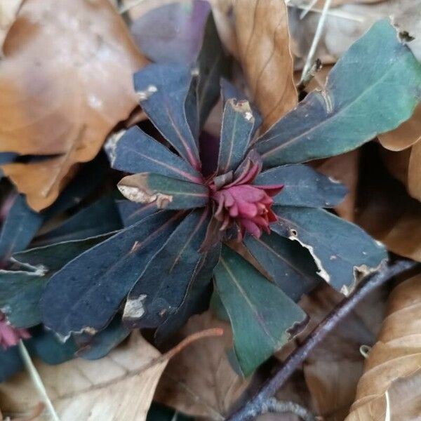 Euphorbia amygdaloides Blad