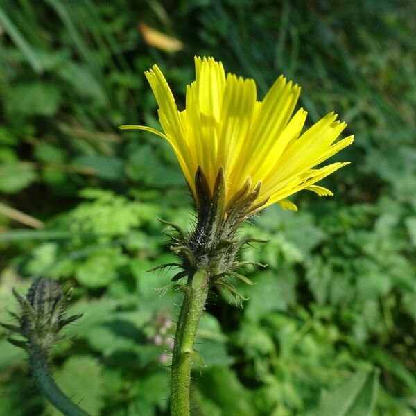 Picris hieracioides Floare