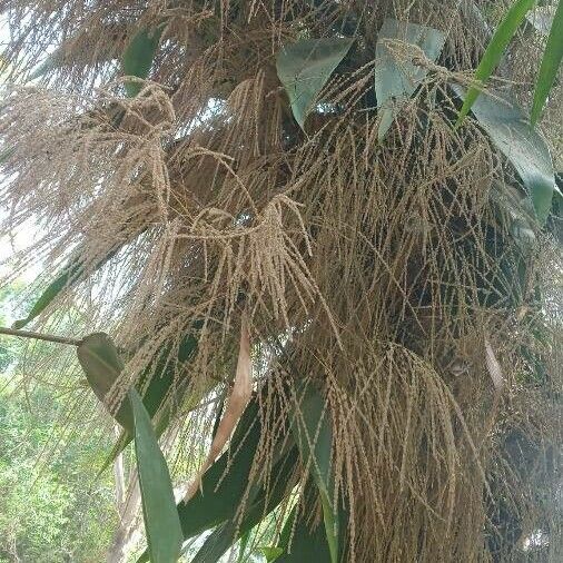 Thysanolaena latifolia Blatt