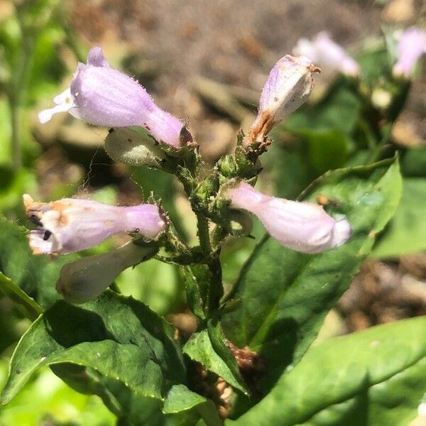 Penstemon digitalis Çiçek