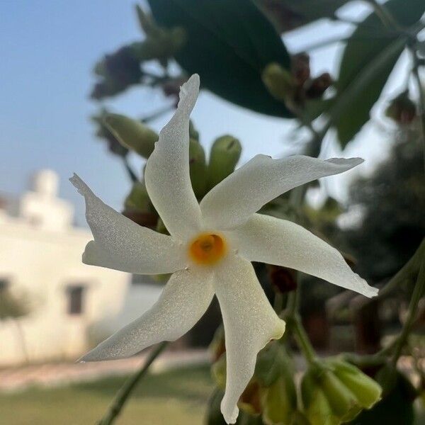 Nyctanthes arbor-tristis Fleur