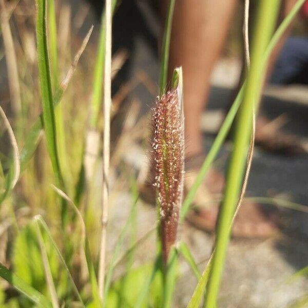 Chloris barbata Blomst