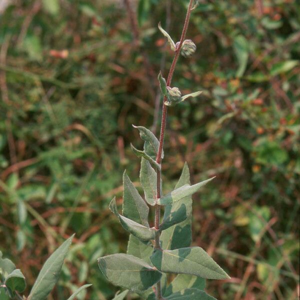 Helianthus mollis Habit