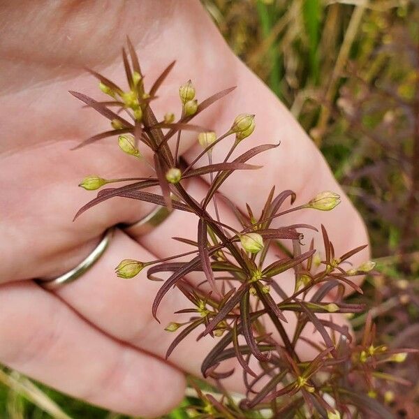 Agalinis tenuifolia Folla