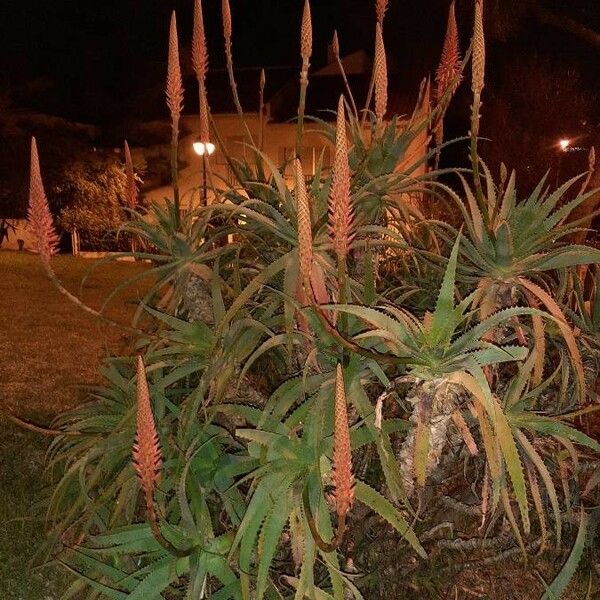 Aloe arborescens Habit