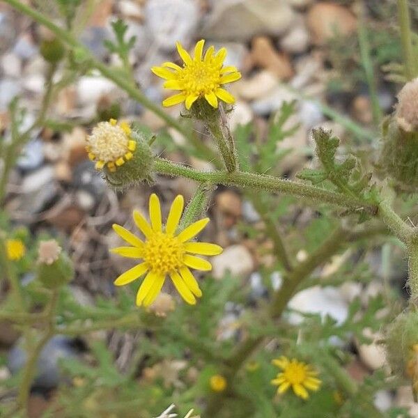 Senecio viscosus Flower