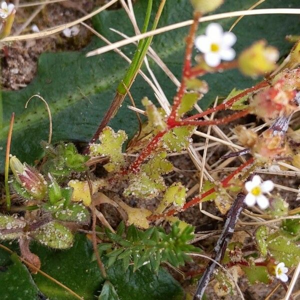 Saxifraga tridactylites Lapas